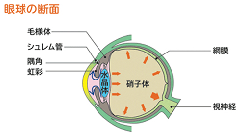 緑内障に関係の深い「眼圧」とは